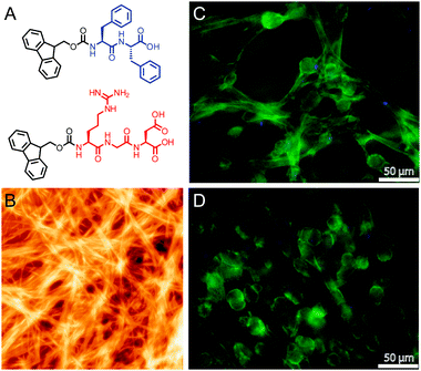 (A) Chemical structure of Fmoc-FF and Fmoc-RGD peptides. (B) AFM height image of self-assembled Fmoc-peptides. (C and D) Fluorescence image of human adult dermal fibroblasts in Fmoc-FF/RGD gel (C) and Fmoc-FF/RGE gel (D) with nuclear staining (DAPI, blue) and actin staining (phalloidin, green). Reprinted from ref. 50 with permission from Elsevier.