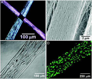 Aligned monodomain PA gels. (A) Birefringence images of two aligned PA noodles, showing light extinction at the crosspoint. (B) Scanning electron microscopy (SEM) image of aligned bundles. (C) Phase image of human mesenchymal stem cells (hMSCs) preferentially aligned along the string axis. (D) Fluorescence image of calcein-stained hMSCs cultured in the aligned PA gel. Reproduced with permission from ref. 76