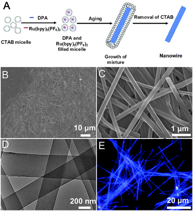 (A) Schematic illustration for the fabrication of the Ru(bpy)32+ @DPA wires. (B and C) SEM and (D) TEM images of the wires with a Ru(bpy)32+/DPA molecular ratio of 1 : 50. (E) Fluorescence microscopy images of the wires excited with the UV band (330–380 nm) of a mercury lamp.
