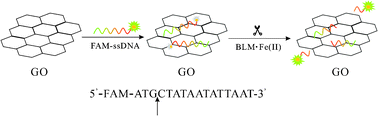 Schematic illustration of GO–DNA complex-based fluorescent detection of BLMviaDNA strand scission.
