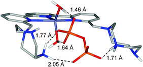 Minimized structure of the adduct [ZnLH2(H2O)2(P2O7)].