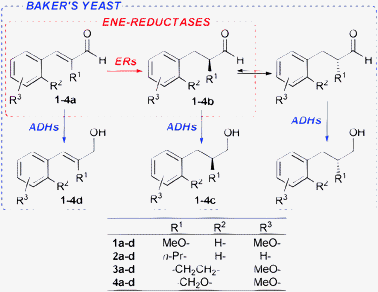 Enantioselective biocatalysed reductions of aldehydes 1a–4a.