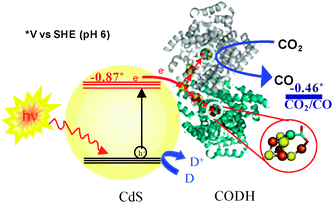 Schematic representation of visible light-driven CO2 reduction using CODH-CdS nanocrystal assemblies. D represents an electron donor.