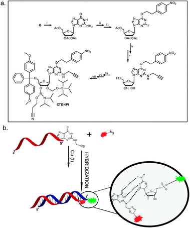 (a) Eight step synthetic route to the final alkyne functionalized phosphoramidite (CTDNPI): (i) peracetylation of guanosine, (ii) ether synthesis via the Mitsunobu reaction, (iii) diazotization of the aromatic amine and nucleophilic substitution by the fluoride ion,14,19,20 (iv) nucleophilic substitution of the fluoride ion by propargylamine and concomitant hydrolysis, (v) 5′-O-DMT protection, (vi) 2′-O-TOM protection and (vii) 3′-O-phosphitylation. (b) Click reaction between the Atto 590 azide and the alkyne functionalized oligonucleotide, followed by a hybridization step with the labeled sense strand, showing reserved base pairing between the modified G and the C of the sense strand.