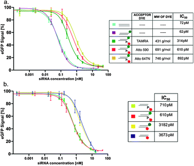 Comparison of the concentration dependent knockdown efficiencies of various constructs on the eGFP signal: (a) () unlabeled, () only 3′-labeled and () double labeled, with different acceptor dyes on the 5′-end; (b) () only 5′-labeled via phosphate linkage, () double labeled via phosphate linkages, () double labeled, with the 5′-label on the guanosine sugar edge and () only 5′-labeled via the guanosine sugar edge.