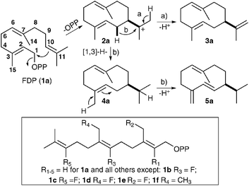 Proposed biosynthesis of germacrenes A (3a) and D (5a). Modified substrate analogues of GAS and GDS (framed).