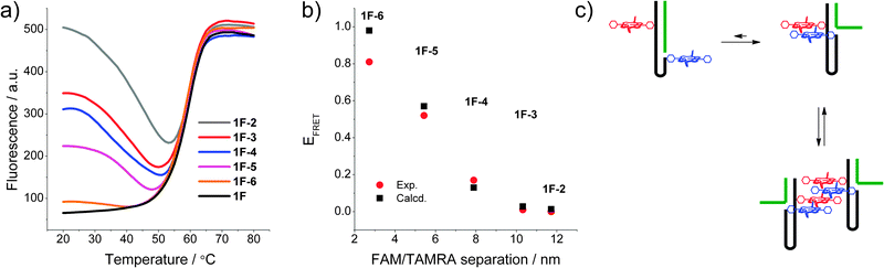 (a) Fluorescence melting curves of the DNA switch by monitoring FAM emission (λex = 495 nm, λem = 510 nm); (b) calculated vs. experimental FRET of the modified system in the FAM and TAMRA system 1F; (c) putative intra- and intermolecular stacking of the porphyrins in the DNA beacon systems.