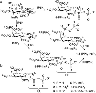 (a) Origin of diphosphoinositol polyphosphates. IP5K, inositol pentakisphosphate 2-kinase; IP6K, inositol hexakisphosphate 5-kinase; PPIP5K, diphosphoinositol pentakisphosphate kinase. (b) Structures of phosphonoacetic acid ester (PA) analogues 1, 2 and 3. Bn = benzyl.