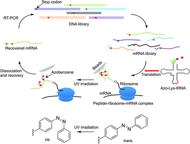In vitro selection of a photo-responsive peptide aptamer using ribosome  display - Chemical Communications (RSC Publishing) DOI:10.1039/C2CC36618E