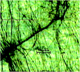 Fibers of nonracemic p-tolyl glycerol ether scal-3, obtained after in vacuosolvent evaporation from nonane gel placed on a mica surface. Broad dark zones = mica surface cracks.