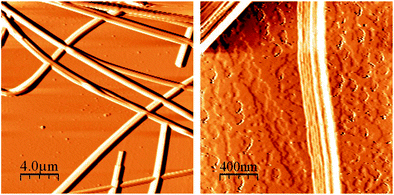 
              AFM images of (S)-3/nonane gel samples air dried from the solvent on a mica surface. (a) Two types of fiber crossing in p-tolyl glycerol ether xerogels. (b) Layered structure of an individual fiber.