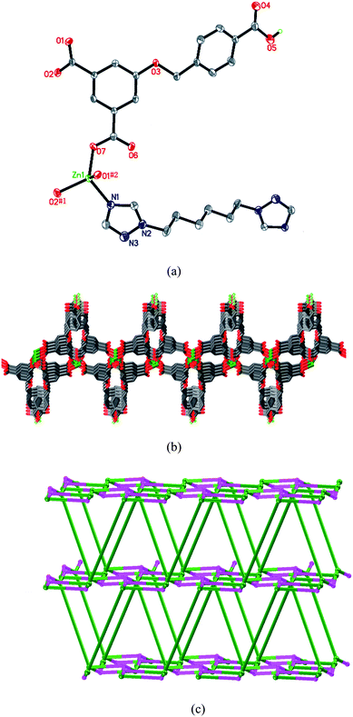 (a) Coordination environment of the Zn(ii) atom in 5. Symmetry codes: #1 −x + 2, y + 1/2, −z + 3/2; #2 −x + 2, −y, −z + 2. (b) Representation of the 2D Zn-HL layer. (c) Schematic diagram (OLEX) of the (4·8)(4·82·103) network of 5.