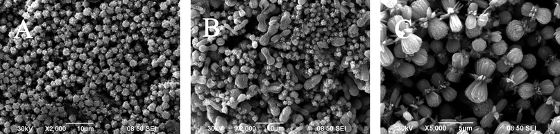 
            SEM images of the products obtained at different reaction temperatures: 80 °C (A); 100 °C (B); 160 °C (C).