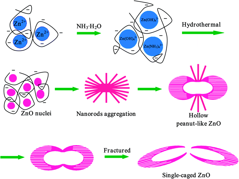 Schematic illustration of the growth mechanism of the hollow peanut-like ZnO structures based on time evolution of the aggregation process.