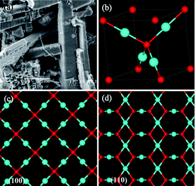 (a) SEM image of nano-bamboo shoots after irradiation for 4 h in MO solution. (b) The unit cell of cuprite Cu2O structure. The blue spheres represent copper atoms and red spheres indicate oxygen atoms. (c–d) The atomic arrangements in the (c) (100) and (d) (110) planes of the Cu2O structure, respectively.