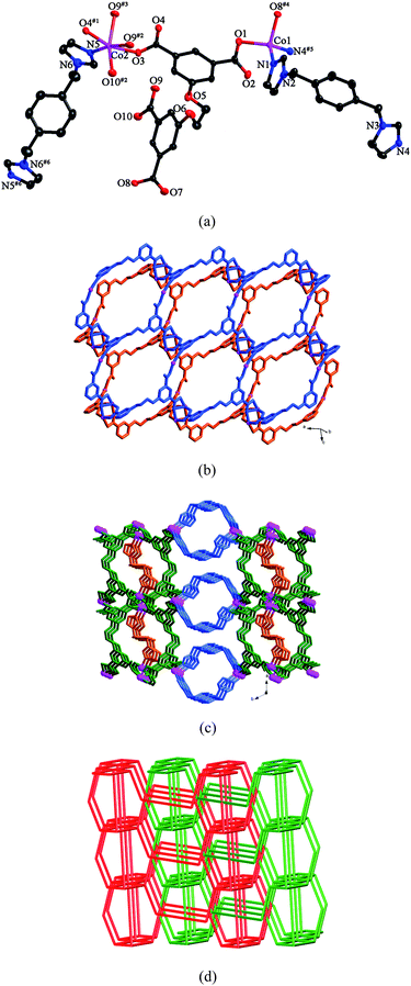 (a) ORTEP view of 3 showing the local coordination environments of Co(ii) ions with hydrogen atoms and lattice water molecules omitted for clarity (30% probability displacement ellipsoids). Symmetry codes: #1 −x + 3, −y, −z + 3; #2 x− 1, y, z; #3 −x + 4, −y, −z + 3; #4 x − 1, y, z − 1; #5 −x + 4, −y + 2, −z + 2; #6 −x + 4, −y, −z + 4. (b) View of the double layer generated by Co(ii) ions and L anions. (c) View of the 3D framework of 3. (d) View of the 2-fold interpenetrating framework with the (5·62)(4·54·6)(42·58·85) topology.