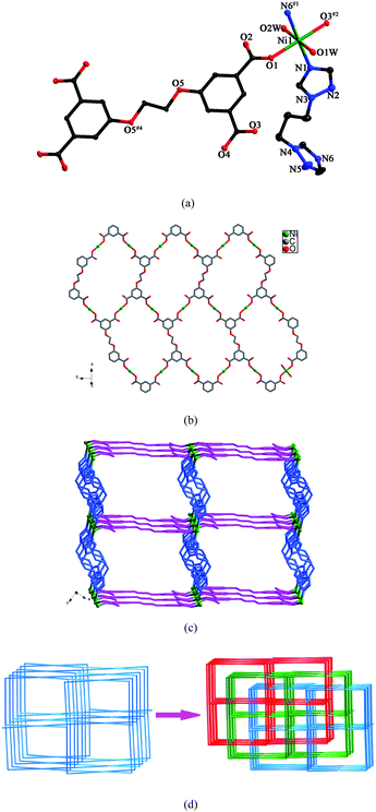 (a) ORTEP view of 7 showing the local coordination environment of Ni(ii) ion with hydrogen atoms and lattice water molecules omitted for clarity (30% probability displacement ellipsoids). Symmetry codes: #1 x + 1, −y + 1/2, z + 1/2; #2 −x + 3, y + 1/2, −z + 5/2; #4 −x + 1, −y, −z + 3. (b) Schematic representation of the 2D layer generated by Ni(ii) ions and L anions. (c) 3D framework of 7. (d) View of the 3-fold interpenetrating framework of 7.