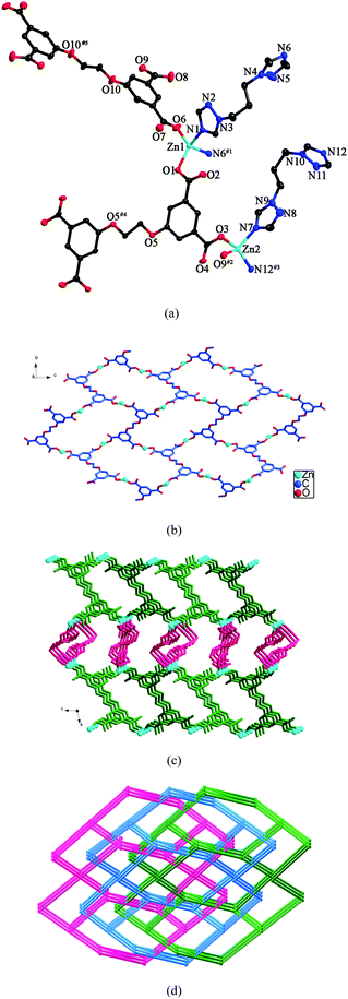 (a) ORTEP view of 8 showing the local coordination environments of Zn(ii) ions with hydrogen atoms and lattice water molecules omitted for clarity (30% probability displacement ellipsoids). Symmetry codes: #1 −x + 3/2, y + 1/2, −z + 1/2; #2 x, y, z − 1 #3 −x + 3/2, y + 1/2, −z − 1/2; #4 −x, −y + 1, −z; #5 −x, −y, −z + 1. (b) View of the 2D wavelike layer formed by Zn(ii) ions and L anions. (c) 3D framework of 8. (d) View of the 3-fold interpenetrating framework with the (64·82)2(66)2 topology.