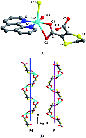 Crystal structure of 1. (a) A local view showing the coordination environment of CuII (symmetry code: A = −x + 2, y − 1/2, −z + 1/2). (b) View of the right- and left-handed helical arrays along [010].