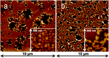 
            AFM images of AuNps grafted on Si(100) through (a) APHS and (b) APTES silanization at different scales (10 × 10 μm2 and 500 × 500 nm2).