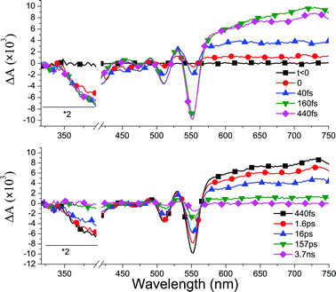 Top: ΔAspectra at selected short times, displaying the crossover from D*AD to D+A−D. Bottom: ΔAspectra at longer delay times. The induced absorption observed at longer wavelengths is attributed to D+A−D. Intra- and intermolecular CT states recombine on different time scales (see text). The incomplete bleach recovery of A (500–560 nm) is due to triplet formation.