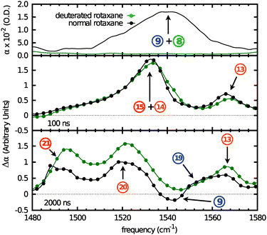 Top panel: FTIR of the normal and N-deuterated rotaxane in the amide II spectral region. Center panel: normalized initial radical-anion spectra of the normal and N-deuterated rotaxanes at 100 ns after UV-excitation. Bottom panel: normalized final radical-anion spectra of the normal and N-deuterated rotaxane at 2 μs after UV-excitation. The curves are a guide to the eye. The numbering corresponds with that used in Table 1.