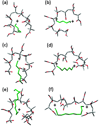 Lowest energy conformations obtained using MD-SA for (a) [PMMA8][DAB + 1H]+1, (b) [PMMA8][DAB + 2H]+2, (c) [PMMA8][DAH + 1H]+1, (d) [PMMA8][DAH + 2H]+2, (e) [PMMA8][DAD + 1H]+1 and (f) [PMMA8][DAD + 2H]+2.