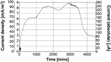 Temporal profile of MFC performance when fed with 25 mL of neat urine. The graph shows three different y-axes for the same data set. The two on the left represent the normalised current density for the projected (outside left) and total (inside left) electrode macro surface area, whereas the y-axis on the right shows the absolute current values.