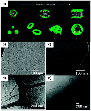 (a) Schematic representation of the aggregation behaviour of the rod amphiphiles in aqueous solution; (b) TEM image of a cast film and (c) cryo-TEM image exhibiting a spherical structure of 29; (d) cryo-TEM image showing a toroidal structure of 30 (e) cryo-TEM image of a planar network structure formed from 31; (d) cryo-TEM image of vesicles formed from 32. (Adapted with permission fromref. 136. Copyright 2007, American Chemical Society.).