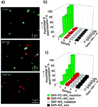 (a) Time-dependent fluorescence microscopy images of E. colicells during photodynamic treatment (λexc = 470–490 nm). The green emission comes from the 43-filled hybrid nanomaterial, while the red one arises from the PI–DNA complex, which is only formed inside the dead bacteria; (b) percentage of inactivated E. coli and (c) N. gonorrhoeaecells as a function of time and experimental conditions. (Adapted with permission fromref. 178. Copyright 2009, Wiley-VCH.)