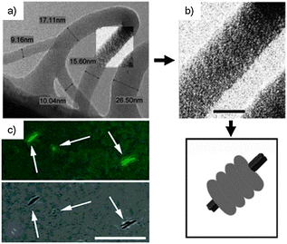 (a) TEM images of PVP-47·NT; (b) magnification of the area and in the inset representation of the stacking of the polymer coils (scale bar = 10 nm); (c) combined light and fluorescent microscopy of nanotube bundles (scale bar = 7 μm). Individual fluorescent CNTs are only seen using fluorescence detection. (Adapted with permission fromref. 197. Copyright 2005, American Chemical Society.)
