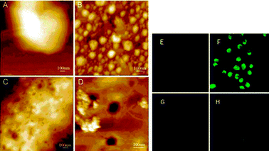 
            AFM image and confocal microscopy showing the internalization of AuNPs. Reprinted with permission of the American Chemical Society (ref. 88, He's group). AFM picture: (A) NCP cells alone, (B) AuNP–TF at the surface of cells at the beginning of the incubation, (C) surface of the NPC cells 5 h after the beginning of incubation, (D) growing of picture C. Confocal microscopy: (E) cells line, (F) cells treated with AuNPs AuTF, (G) cells treated with AuNPs alone, (H) cells treated with AuNPs Au-albumin.