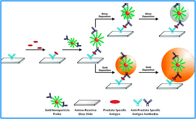 Use of antibody–AuNP conjugates for cancer diagnosis. Reprinted with permission of the American Chemical Society (ref. 80, Mirkin's group).