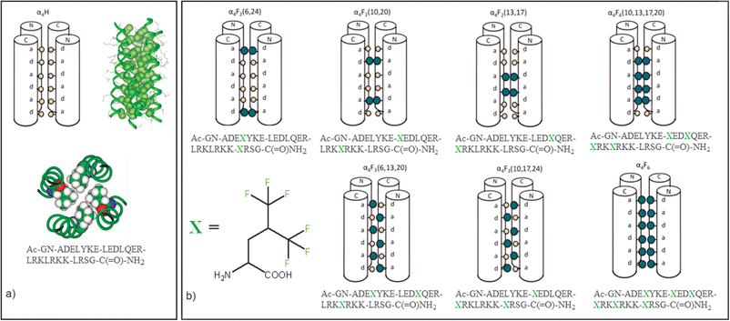 (a) Different representations (schematic and two 3D views) of the non-fluorinated tetrameric bundle α4-H; (b) schematic representation and aminoacidic composition of the fluorinated bundles studied in Marsh's laboratory, α4-Fn (n = 2,3,4,6). 1-letter code identifies amino acids. Adapted from ref. 42 with permission.