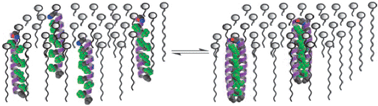 Schematic presentation of the aggregation behaviour of fluorinated peptides in a membrane environment. Reproduced from ref. 51 with permission. Copyright (2004) National Academy of Sciences, USA.