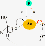 Reaction mechanism and poisoning effect of nucleophilic poisoning compounds (P) during glucose oxidation.