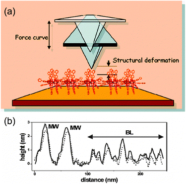 (a) Representation of the AFM experiments for the study of the differential surface effect on Mn12 directly in contact with the surface versus those separated by a molecular layer. The Mn12 SMMs bearing external biphenyl groups are deposited on Au(111) surfaces by the dip and dry method. (b) AFM surface profiles of a region exhibiting molecular wires (MW) and background layer (BL) Mn12 structures which demonstrate the influence of the SMM aggregation state on the stiffness of the structures. The scans were recorded sequentially at low (solid line) and high (dashed line) tip loads. Reprinted with permission from ref. 48. Copyright 2009 American Chemical Society.