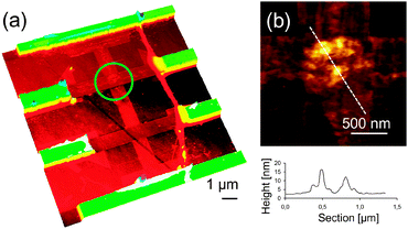 (a) 3-D AFM topography of a graphene-based Hall nanosensor with one cross section (1 × 1 μm2 in size) functionalized with Co nanoparticles, indicated with a green circle. (b) AFM image of the cross section functionalized with Co nanoparticles of 7.6 ± 1.0 nm of diameter deposited with the help of an AFM tip and height profile along the white dashed line in the AFM image. See ref. 173.