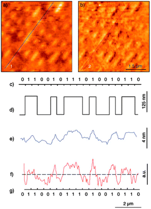 (a) AFM topography image of a DVD replica after solvent exposure (rms roughness is 1 nm). (b) Magnetic mapping of (a) with MFM. The image (phase shift during second pass) was acquired by a two-pass mode using a cobalt-coated magnetic tip. The lift height was 30 nm. (c) Sequence of bits that is represented by the topographic sequence along the track marked by line 1 in (a). (d) Idealized representation of the corresponding topographical line profile of the track in the replica before exposure to solvent. (e) Topographical line profile of the track after exposure to solvent. (f) Magnetic contrast along line 2 in (b). The mean signal line (a) is a guide to the eye. (g) Sequence of magnetic bits extracted from (f), which shows a perfect correspondence with the original sequence in (c). Reprinted with permission from ref. 82. Copyright 2005 Wiley-VCH Verlag GmbH & Co. KGaA.
