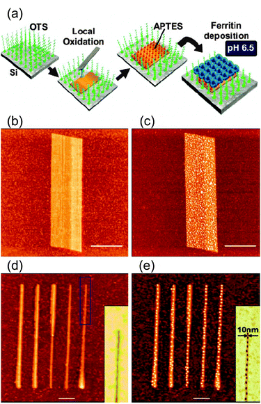(a) Schematic representation of the site-selective deposition of ferritin molecules onto silicon oxide templates fabricated on a Si(100) by means of local oxidation nanolithography (LON). AFM image of an oxide pattern (b) before and (c) after ferritin deposition process. (d) Parallel array of oxide lines whose widths accurately match the protein size (10–15 nm). (e) Same array after the deposition of ferritin molecules, which arrange into chain-like structures giving to 1D arrays. The insets of (d) and (e) show the AFM phase image of a section of the corresponding topography AFM image. The scale bars are 1 μm in (b,c) and 100 nm in (d,e). Reprinted with permission from ref. 88. Copyright 2010 Wiley-VCH Verlag GmbH & Co. KGaA.