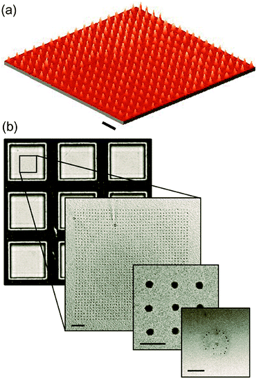 (a) 3D AFM image of a ferritin array with dot diameters of 100 nm fabricated on Au by means of direct-write dip pen nanolithography (DPN). (b) TEM images of a ferritin nanoarray with dot diameters of 150 nm generated by direct-write DPN on a TEM grid. The central inorganic core of the protein allows its visualization by TEM, and therefore, the study of the number of ferritin molecules deposited on each dot. The scale bars are 1 μm in (a) and 2 μm, 500 nm and 100 nm for the different magnifications in (b). Panel (a): see ref. 92. Panel (b): reprinted with permission from ref. 93. Copyright 2010 Wiley-VCH Verlag GmbH & Co. KGaA.