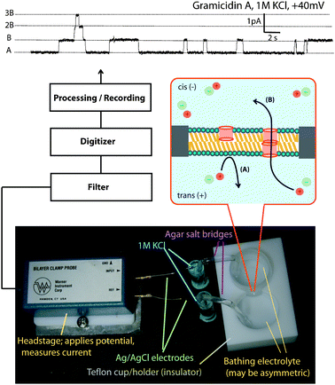 Voltage clamp experiment. The bottom image shows the cell with the information flow leading to a typical trace for gramicidin at the top. The insert schematic shows the formation of a conducting dimer.