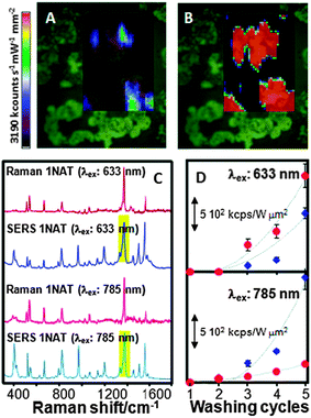 (A, B) Effect of plasma cleaning on the SERS signal of benzenethiol adsorbed onto Au nanorod supercrystals before (A) and after (B) plasma treatment. A substantial increase in SERS intensity was obtained after cleaning because of the removal of all the capping molecules present on the gold particles. (C, D) Raman, and SERS spectra (C) of 1-naphthalenethiol (1NAT) and variation of the SERS intensity as a function of the number of washing cycles and nanoparticle shape (spheres, red; stars, blue) (D) for two laser lines. The bands highlighted in (C) were used for intensity integration. Reproduced with permission from ref. 4 and 23. Copyright 2011, Proceedings of the National Academy of Sciences of the United States of America, and 2010, American Chemical Society, respectively.