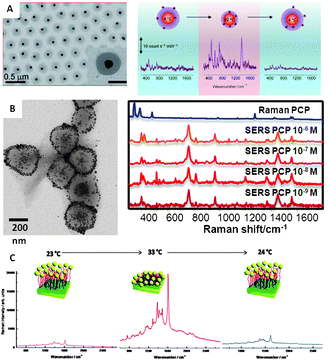 (A) Spherical gold nanoparticles coated with pNIPAM and variation of the SERS (λex = 785 nm) intensity of 1-naphthol as a function of solution temperature (from 4 to 60 °C and back to 4 °C). (B) Magnetite–Ag@pNIPAM composite microgels and their application to the SERS ultradetection of pentachlorophenol after concentration of the material in a spot using a permanent magnet (λex = 785 nm). (C) SERS spectra of methylene blue adsorbed on Au–PNIPAM–NPs substrates at various temperatures: from 23 to 33 °C and back to 24 °C (λex = 633 nm). Adapted with permission from ref. 7, 8, and 42. Copyright 2009 Wiley-VCH; and 2011 the American Chemical Society.