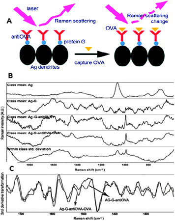 (A) Schematic illustration of the SERS detection of ovalbumin (OVA) in milk based on the antibody modified silver dendrites complex. (B) Raw SERS spectra of Ag, Ag–G, Ag–G–antiOVA, and Ag–G–antiOVA–OVA and (C) the second derivative transformation of spectra of Ag–G–antiOVA, and Ag–G–antiOVA–OVA. Ag, silver; G, protein G; OVA, ovalbumin. Adapted with permission from ref. 11. Copyright 2011 the American Chemical Society.