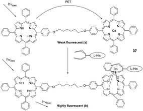 Basic photoinduced electron-transfer process in a porphyrin dimer system: (a) in a free state and (b) guest-species-bound.