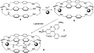 Cascade mechanism for the consecutive inclusion of two Cu2+ ions and a dicarboxylate ion (e.g., glutamate) within a bis-tren cage with diphenyl spacers.