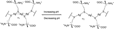 Switching argentophilic attraction by the pH-modulated electrostatic interaction between adjacent ligands along the Ag(i)-Cys polymeric backbone. α1 and α2 are the Ag–S–Ag angles at low and high pH, respectively, α1 < α2.