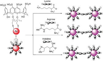 A schematic representation of the amino acid induced aggregation of calix-capped gold nanoparticles.