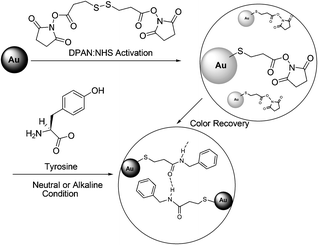 Experimental scheme of NHS coupling of tyrosine and 3,3′-dithiopropionic acid di(NHS ester) (DPAN) adsorbed on Au nanoparticles.